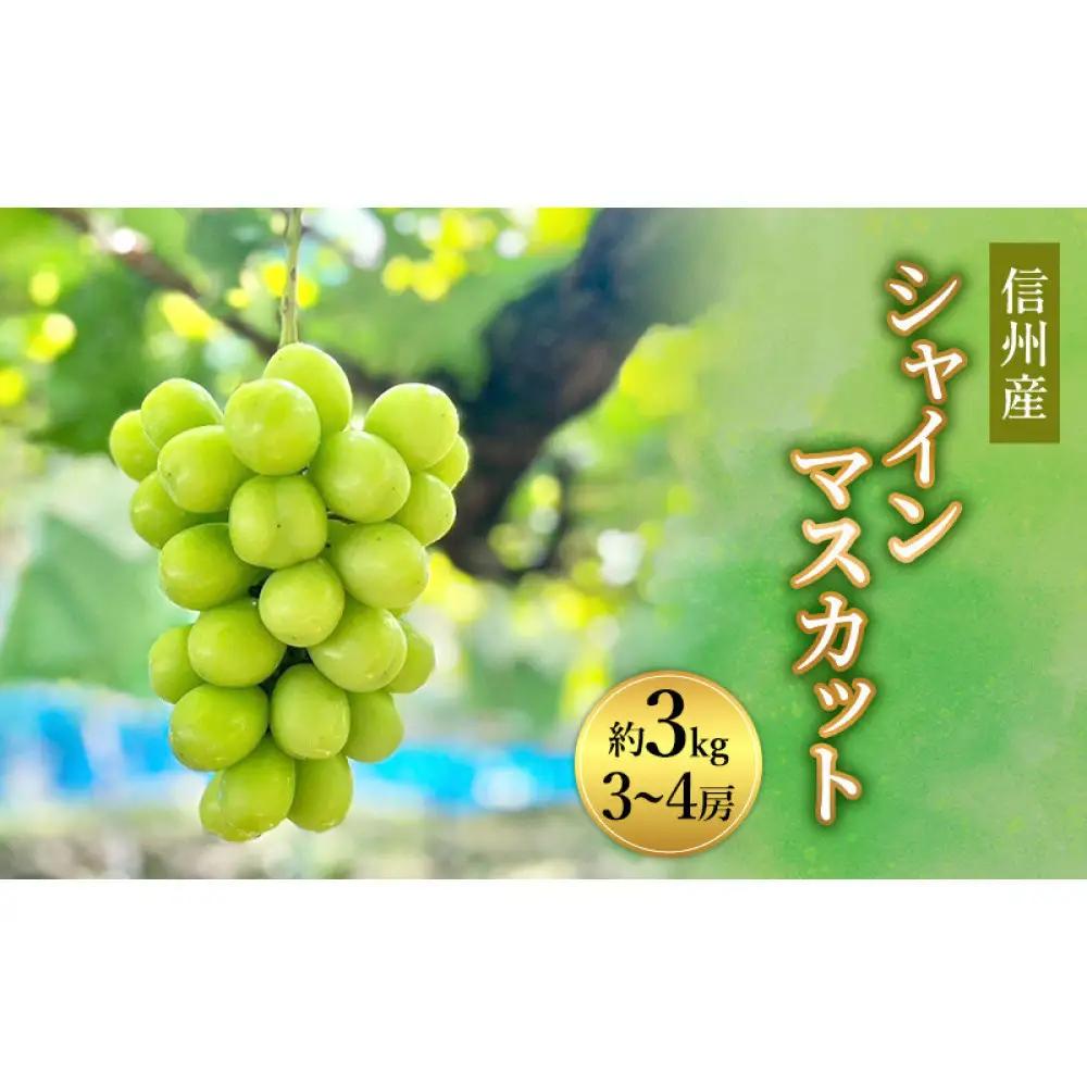 信州峰ファーム　信州産シャインマスカット約3kg（3～6房）2026年9月初旬から10月中旬発送 | シャインマスカット 甘い 大粒 皮ごと