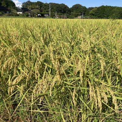 ふるさと納税 津山市 【先行受付】岡山県産『あきたこまち』[10kg×2袋(20kg)] |  | 01