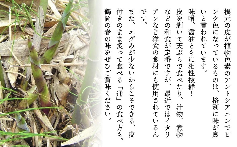 【令和8年産先行予約】 月山筍 1kg　山形県鶴岡市産 K-830 JA庄内たがわ