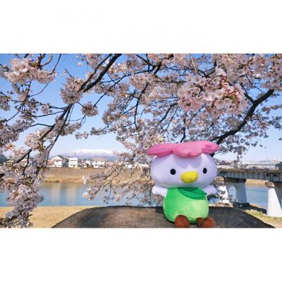 ふるさと納税 大河原町 大河原町観光PRキャラクター「さくらっきー」ぬいぐるみ20cm[53751017] |  | 03