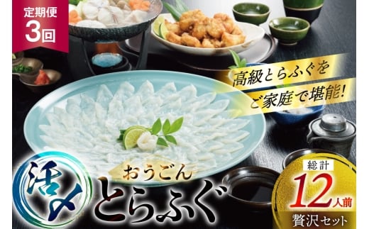 ふぐ 刺身 ふぐ鍋セット 活〆 おうごんとらふぐ 贅沢セット 4人前 3回 定期便 [松永水産 長崎県 平戸市 hr42bgy400074] ふぐ刺し とらふぐ フグ 河豚 てっさ てっちり ふぐ鍋 湯引き 魚介 さかな お刺身 刺身用 さしみ 冷凍 海鮮