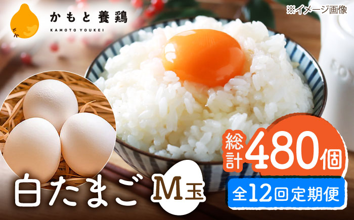 【全12回定期便】【化粧箱入り】白たまご M玉 40個（37個＋3個割れ保証）【農事組合法人 鹿本養鶏組合】 [ZCA012]