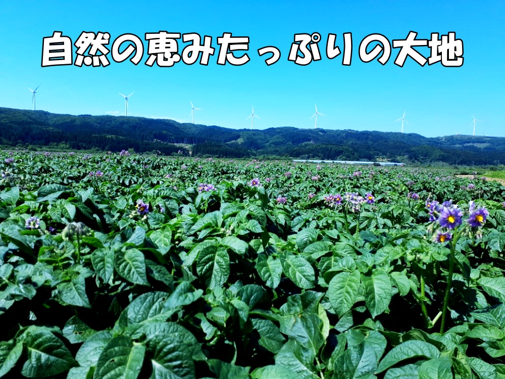 【2025年度産】北海道上ノ国町産 おいしい馬鈴薯「メークイン」　2Lサイズ×10㎏