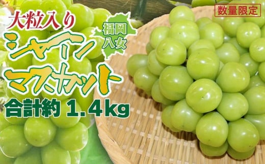 
            【先行受付】【2026年発送】九州福岡フルーツ王国八女 大粒入りシャインマスカット 約1.4kg【数量限定】＜配送不可：北海道・沖縄・離島＞ 数量限定 高糖度 大粒 厳選 果物 くだもの フルーツ ぶどう 葡萄 ジューシー 種なし 冷蔵 九州 福岡県 八女市
          