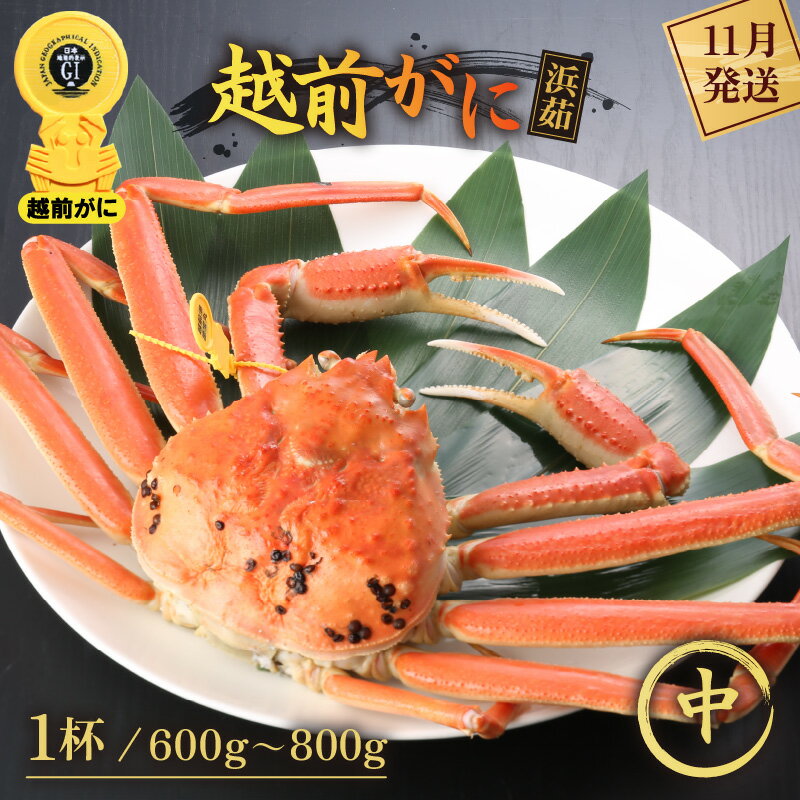 【ふるさと納税】≪浜茹で≫越前がに 中サイズ（生で600〜800g） × 1杯【かに カニ 蟹】【雄 ズワイガニ ずわい蟹 越前ガニ 姿 ボイル 冷蔵 かに カニ 蟹 福井県 越前町】【11月発送分】希望日指定可 備考欄に希望日をご記入ください