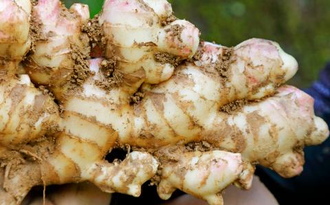 【先行予約・2026年11月】農家直送！秋の新生姜 4kg 高知県産 しょうが  新鮮 ショウガ 期間限定 生姜 高知