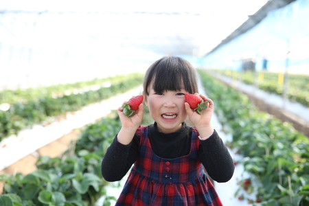  先行予約 【2027年3月発送】糖度12度以上保証 ブランド苺「極幸乃香(きわみさちのか)」 白 500g