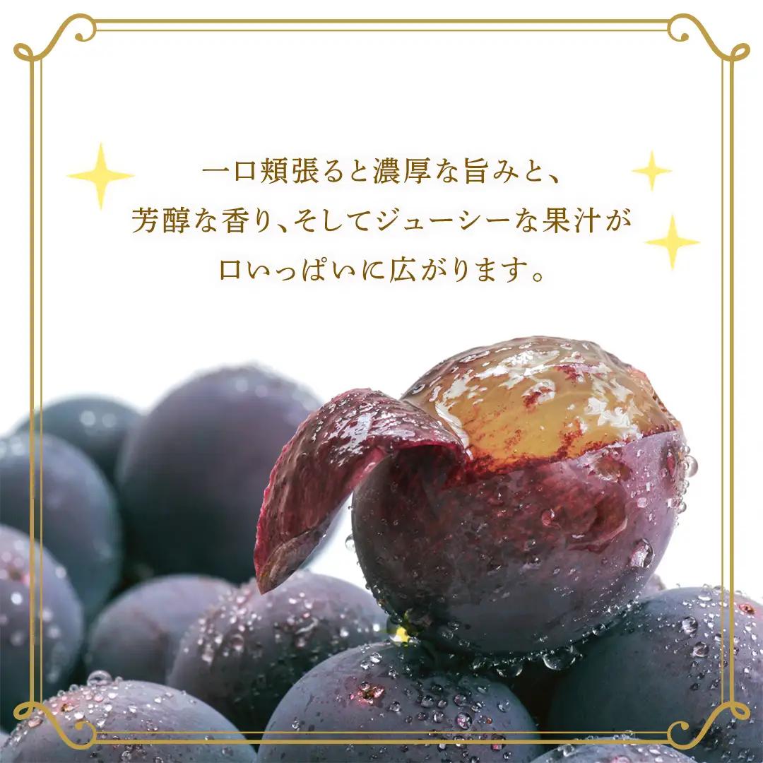 巨峰 約5kg(約8～12房)【2026年7月より発送開始】（茨城県共通返礼品 [ぶどう]：結城市産） │ ぶどう 果物 フルーツ デザート 茨城県 ギフト 高級 旬