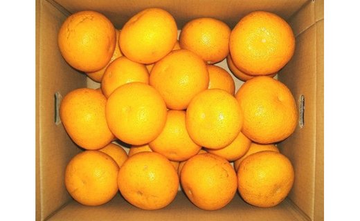 和歌山由良町産 はっさく 約10kg 秀品 サイズおまかせ (Ｌまたは２Ｌ) いずれかお届け【SL41】