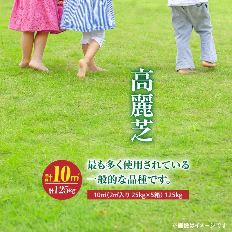 【10月から5月に発送】 高麗芝（10平方メートル） KN177-003-02 庭 芝生
