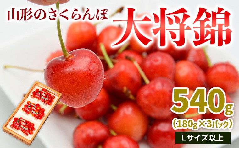 
                  山形のさくらんぼ 大将錦 540g Lサイズ以上 (180g×3パック) 【令和9年産先行予約】FS25-017
                