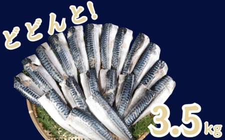 訳あり 食塩不使用 さば 3.5kg 【12月以降配送】 さば