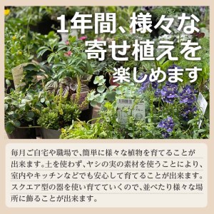 SL0094　【12回定期便】植物と花を育てるキットの定期便「植物の寄せ植えキット スクエア12」