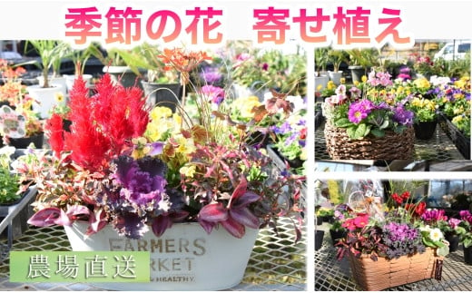 
【農場直送！】季節の花　寄せ植え＜久保園芸＞
