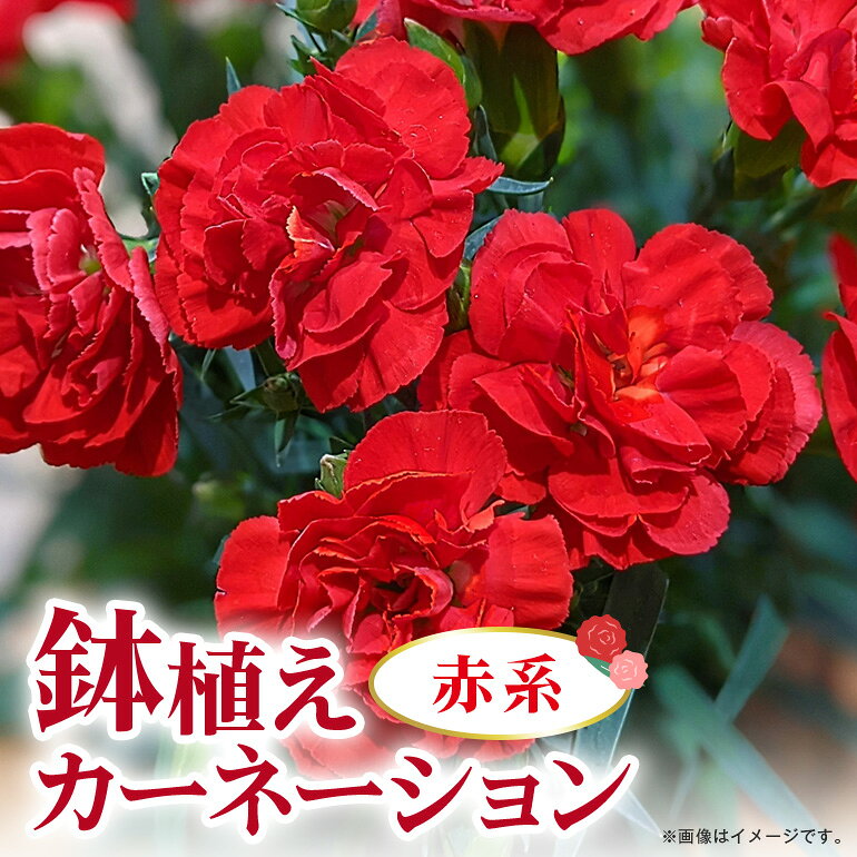 【ふるさと納税】カーネーション 赤系 母の日への贈り物 プレゼント ギフト カーネーション 花 アレンジ 鉢植え 5号 鉢 国産 花鉢 鉢花 フラワーアレンジメント 母の日ギフト フラワーギフト お祝い 母の日 送料無料