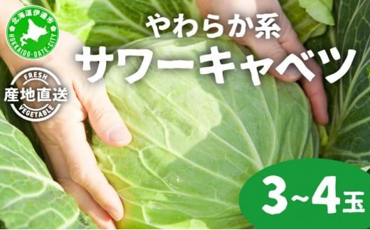 
            やわらか系サワーキャベツ 3～4玉
          