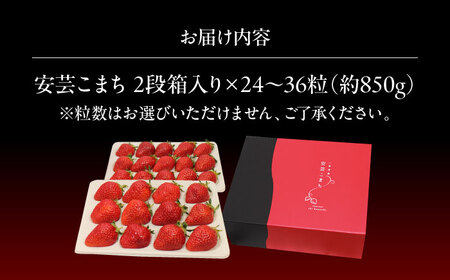 水素水で育ったいちご「安芸こまち」2段箱入り（約850g）（24粒〜36粒入） 低農薬 苺 イチゴ 高級 フルーツ 果物 ベリー ギフト 贈答 三次市/田中電機工業[APBI003]