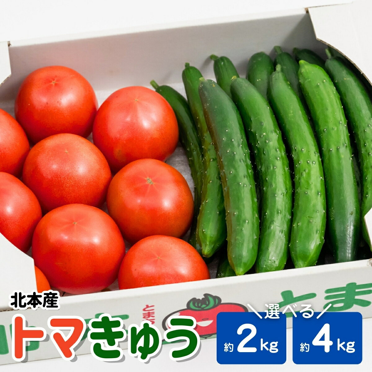 【ふるさと納税】トマト きゅうりセット 約2kg or 約4kg | とまと キュウリ tomato 胡瓜 国産 野菜 野菜セット 旬の野菜 野菜詰め合わせ 7000円 詰め合わせ 旬 季節限定 産地直送 新鮮 採れたて 獲れたて 産地直送 ベジタブル JA 地場物産館 桜国屋 埼玉県 北本市