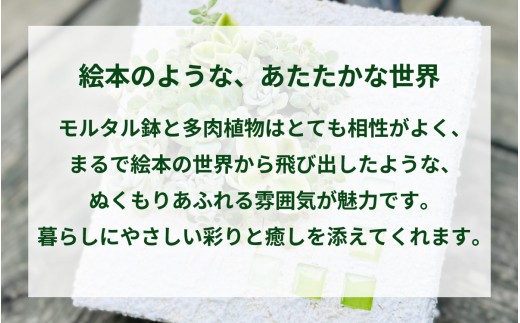 モルタル造形おうち鉢(小)と多肉植物の寄せ植え【期間限定】 | 苗 多肉 植物 季節 たにくしょくぶつ ショクブツ タニク 多種類 グリーン インテリア 自然 DIY セダム エケベリア 観葉植物 永
