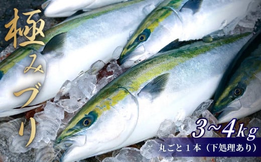 ぶり 1本 3 〜 4kg （下処理有） ブランド 鰤 ぶり 冷蔵 ブリ しゃぶ 高知県 須崎市 高知 鰤 年末 正月 KS034