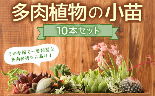 
【初心者におすすめ】多肉植物の小苗１０本セット（１０種類アソート）
