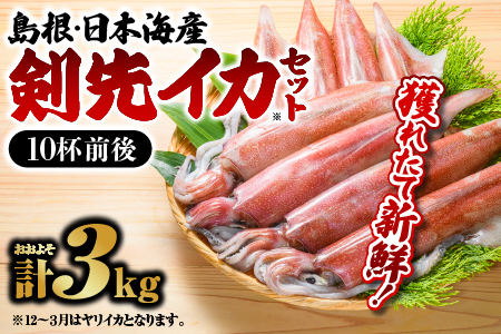 鮮魚セットC【イカ（10杯前後）計約3kg】【YM-3】｜イカ 島根 山陰 日本海産 魚介類 魚貝類 海産 海産物 いか 鮮魚 剣先イカ ヤリイカ けんさきいか やりいか 焼イカ おかず つまみ 下処理済 煮付け 刺身 さしみ 厳選  送料無料 海鮮 イカ 剣先イカ やりいか 海鮮 イカ 剣先イカ やりいか 海鮮 イカ 剣先イカ やりいか 海鮮 イカ 剣先イカ やりいか｜