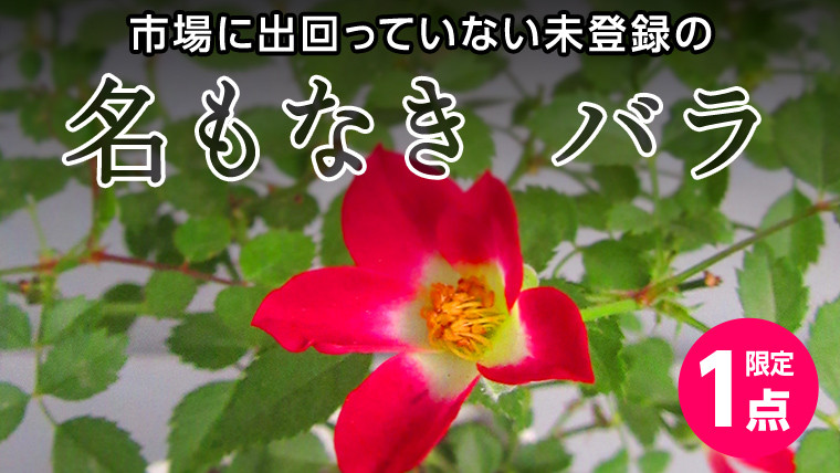 
～ 限定 1点 ～ 世界にひとつだけ あなただけの 名もなき バラ 【6】 ミニバラ 薔薇 ギフト プレゼント [BN023ci]
