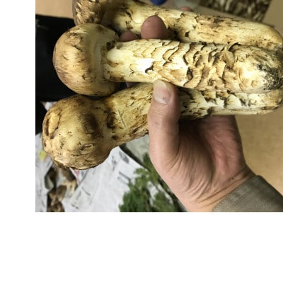 岩手県宮古市産【松茸】500g【配送不可地域：離島・沖縄県・九州】