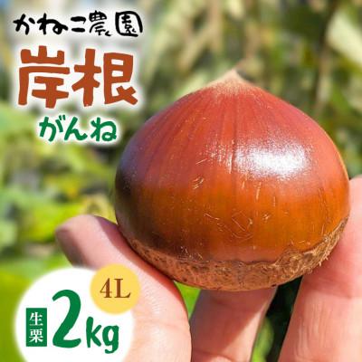 ふるさと納税 笠間市 【2026年秋　先行予約】笠間の栗・かねこ農園の生栗「岸根(がんね)」2kg(4L)