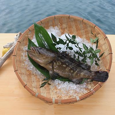 ふるさと納税 対馬市 【対馬の味便り】高級魚クエの鍋用切り身 Sセット |  | 02