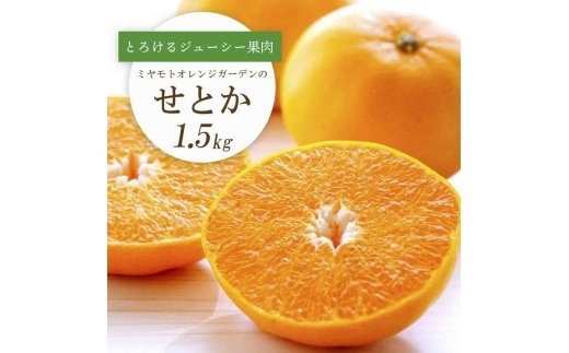 【先行受付】 とろける濃厚果肉 せとか1.5kg 愛媛県八幡浜産＜C25-210＞【1612641】 YWTAP151