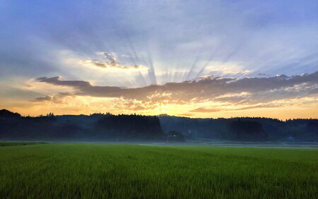 【令和7年産】もっちり那須米 コシヒカリ 10kg（5kg×2袋）〔P-284〕 | こしひかり 米 お米 コメ こめ 精米 もっちり感 甘み ツヤ 国産 那須 栃木県 那須町 ※2025年10月下旬