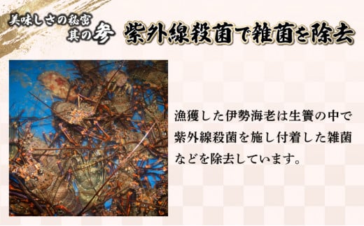 KU067【先行予約】 <数量限定>宮崎県串間産伊勢エビ(計約600g・1~3匹) 【合同会社Houryoumaru】