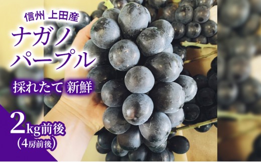 
                  ナガノパープル 2kg前後 4房前後 ぶどう 葡萄 ブドウ 長野パープル 2kg 果物 くだもの フルーツ デザート 大粒 旬の果物 旬のフルーツ 長野県 長野 [№5312-0800]
                