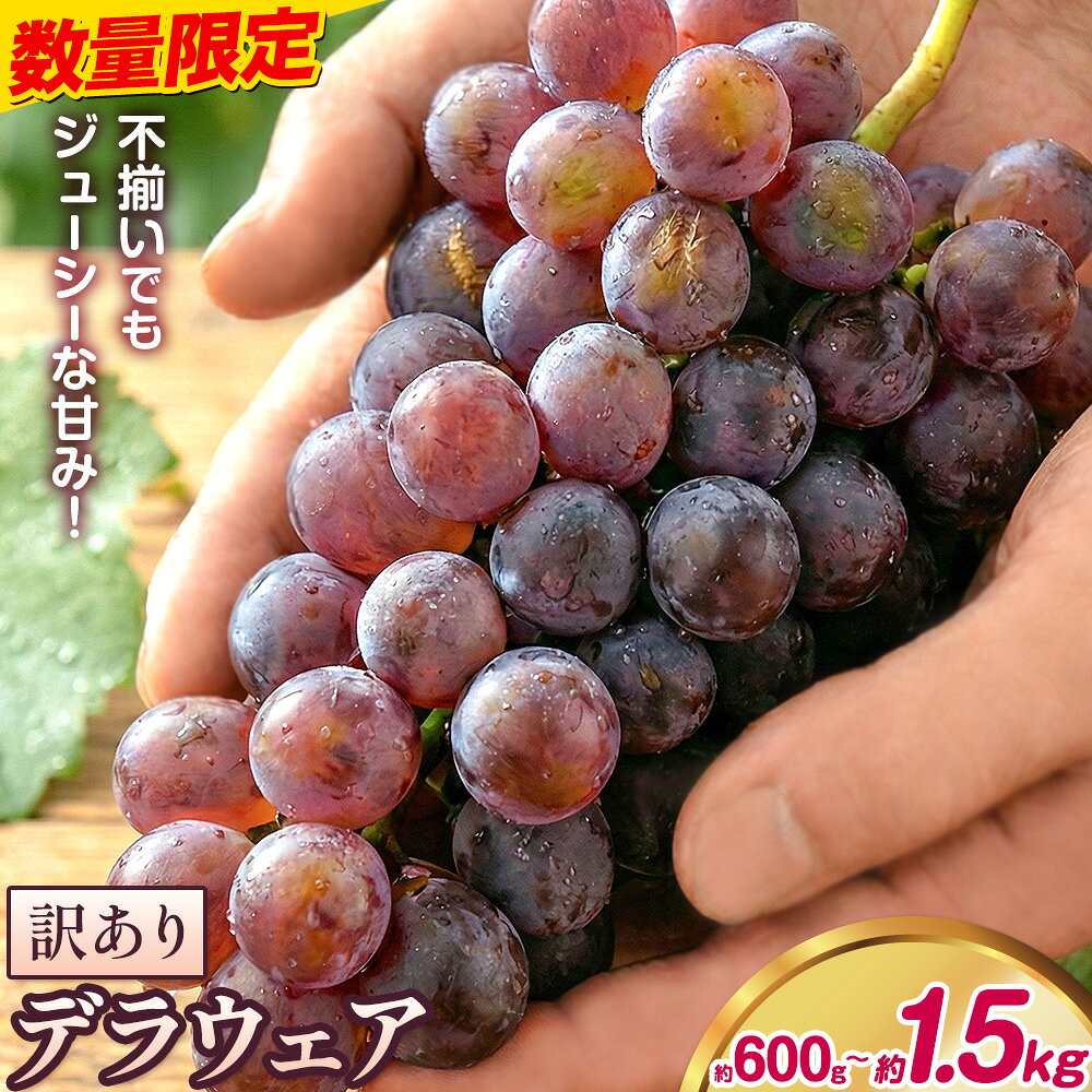 【ふるさと納税】【先行予約】デラウェア ぶどう 訳あり ご家庭用 選べる内容量 約600g 約1.2kg 約1.5kg《2026年7月上旬-8月上旬頃出荷》大阪府 羽曳野市 送料無料 ブドウ 葡萄 フルーツ 果物 羽曳野市産 一大産地 青果 お取り寄せフルーツ