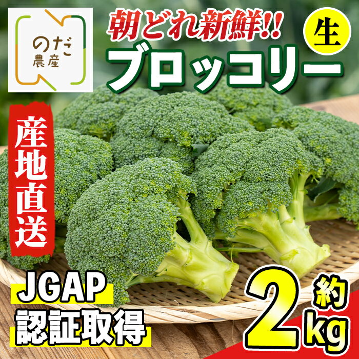 【ふるさと納税】≪先行予約受付中！2025年12月上旬～4月下旬の間に発送予定≫ ブロッコリー 約2kg (M〜L玉) 鹿児島 出水 国産 生 野菜 ブロッコリー 朝どれ 新鮮 産地直送 JGAP認証 安心安全 【のだ農産】