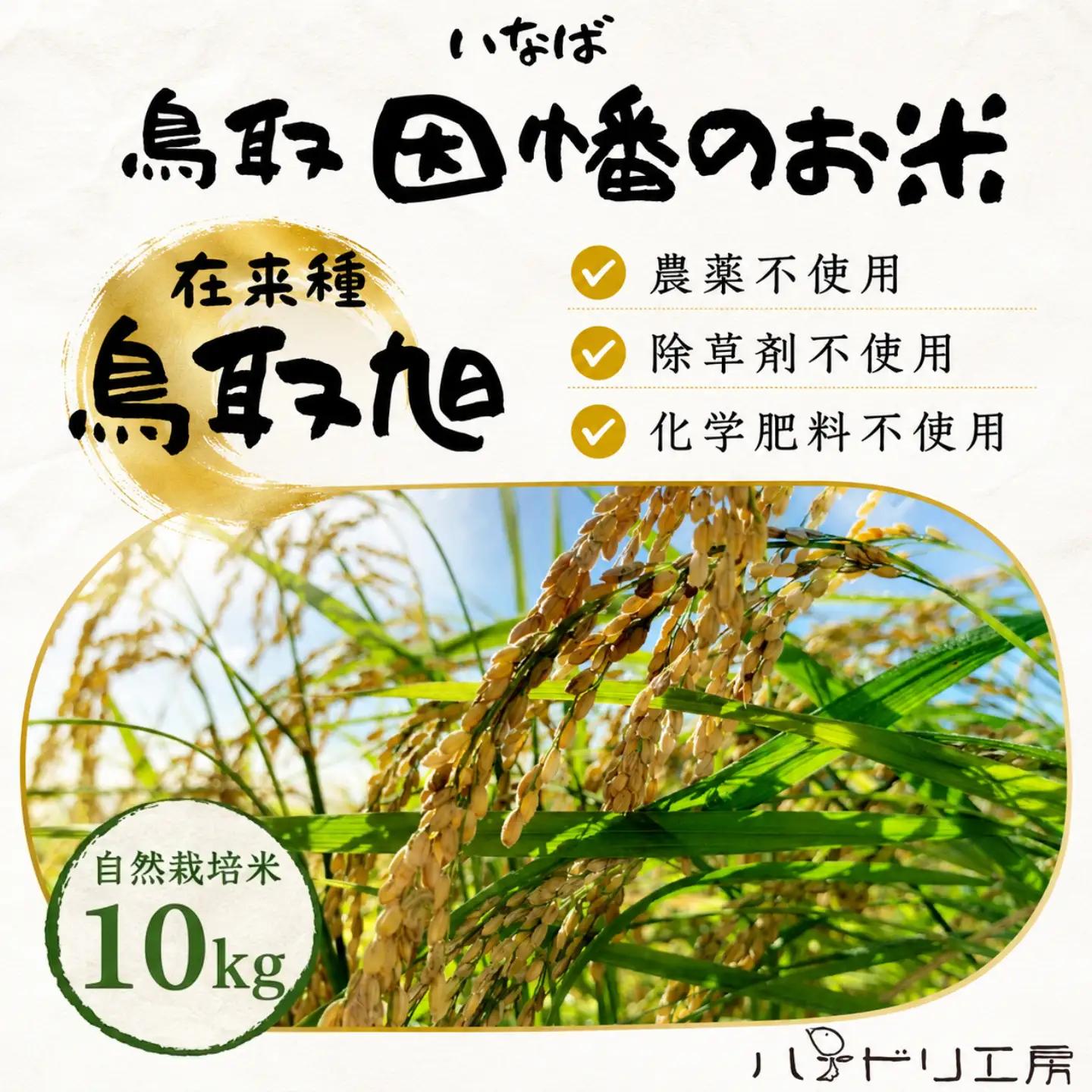 Y265 鳥取旭10kg（玄米）