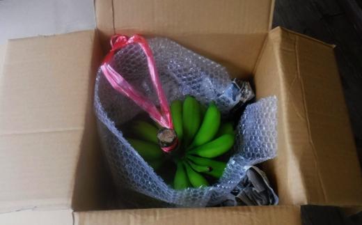軸付きのバナナがそのまま縦に入る、専用バナナ箱でのお届けになります。追熟しやすいように、ぶら下げ用のひもも、付いています！