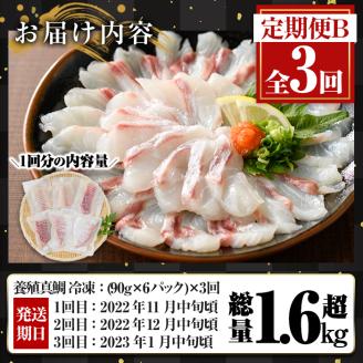 百年漁師の真鯛　お刺身用サク90g×6ｐ　計3回　定期便B_gochi-877