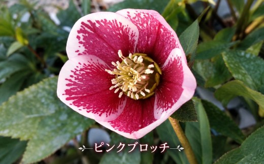 八ヶ岳・原村産　クリスマスローズ（一重咲き）2鉢セット 【あずきミルク×ピンクブロッチ】 | クリスマスローズ 花苗 鉢植え 鉢花 信州 八ヶ岳 長野県 諏訪郡 原村