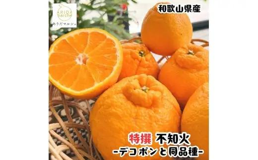 【先行予約】特選 濃厚 不知火 (通称デコポン) 10kg+200g(痛み補償分)※着日指定不可【ard260】 