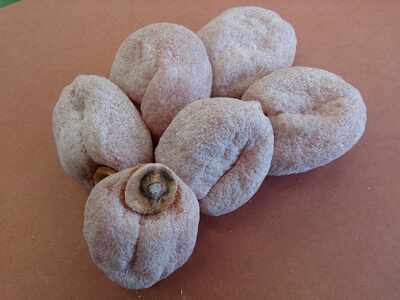 【市田柿専門店 金の柿】白箱「秀品」Lサイズ2個包装×10袋入り ＜2026年1月発送開始＞