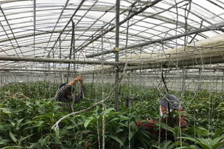 【2025年発送】おばぁーのマンゴー畑で育てたマンゴー2kg（家庭用）