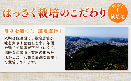 ＜4月より発送＞家庭用 樹上完熟はっさく7.5kg+250g（傷み補償分）有田の春みかん・五月八朔・さつきはっさく・木生りはっさく・きなりはっさく【光センサー選別】訳あり