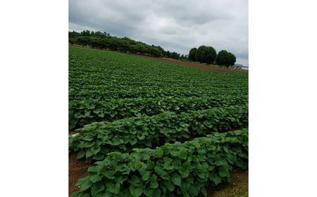 No.393 ちび焼き芋1kg
