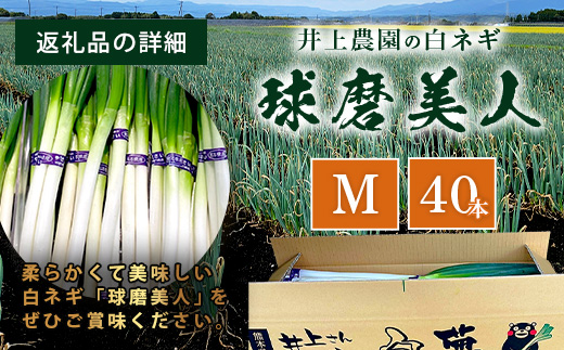 【先行予約】井上農園の白ネギ 「球磨美人」 Mサイズ×40本 【2024年11月中旬より順次発送】 白ネギ 白葱 ネギ 長ネギ 長葱 ねぎ 鍋 薬味 冬野菜 国産 114-0502