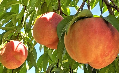 【フルーツ王国直送！】山形旬の桃　３個　特秀品（ゆうぞら、幸茜、白根白桃、紅錦香、他）いずれか１品種　0033-2514
