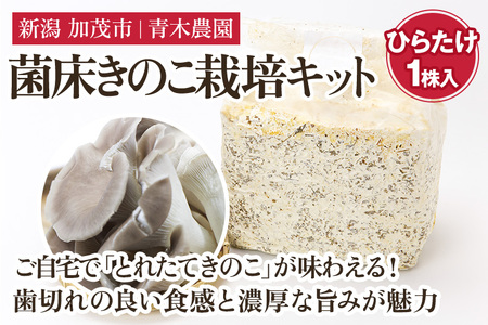 【2025年先行予約】菌床きのこ栽培キット ひらたけ 1株入り《10月上旬から順次発送》栽培キット 自家栽培 きのこ ひらたけ 栽培 初心者でも簡単 自宅 菌床 加茂市 青木農園 きのこ きのこ きのこ きのこ きのこ