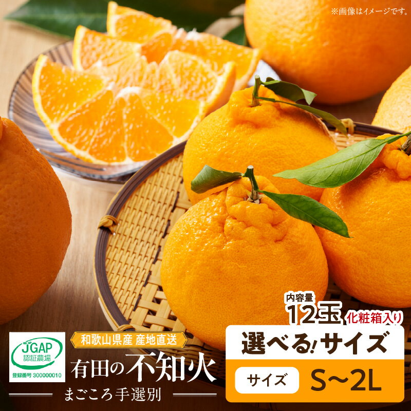 【ふるさと納税】【限定】【2026年先行予約】 和歌山県産 有田の 不知火(しらぬひ) 化粧箱 12玉入り 選べるサイズ S ～ 2L 【まごころ手選別】【でこぽん デコポン しらぬい 不知火 柑橘 ギフト 贈答】