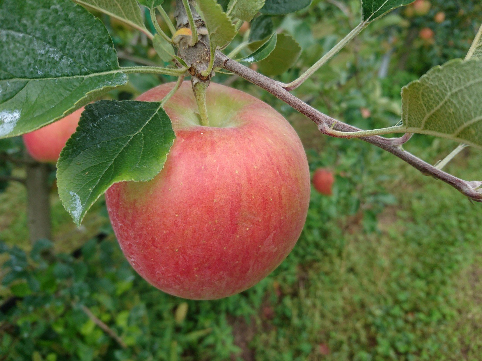
                  【アグリスタくましろ】シナノスイートSF　ご家庭用約5kg(12～20玉) 長野県 信州 南信州 高森町 りんご スマートフレッシュ
                